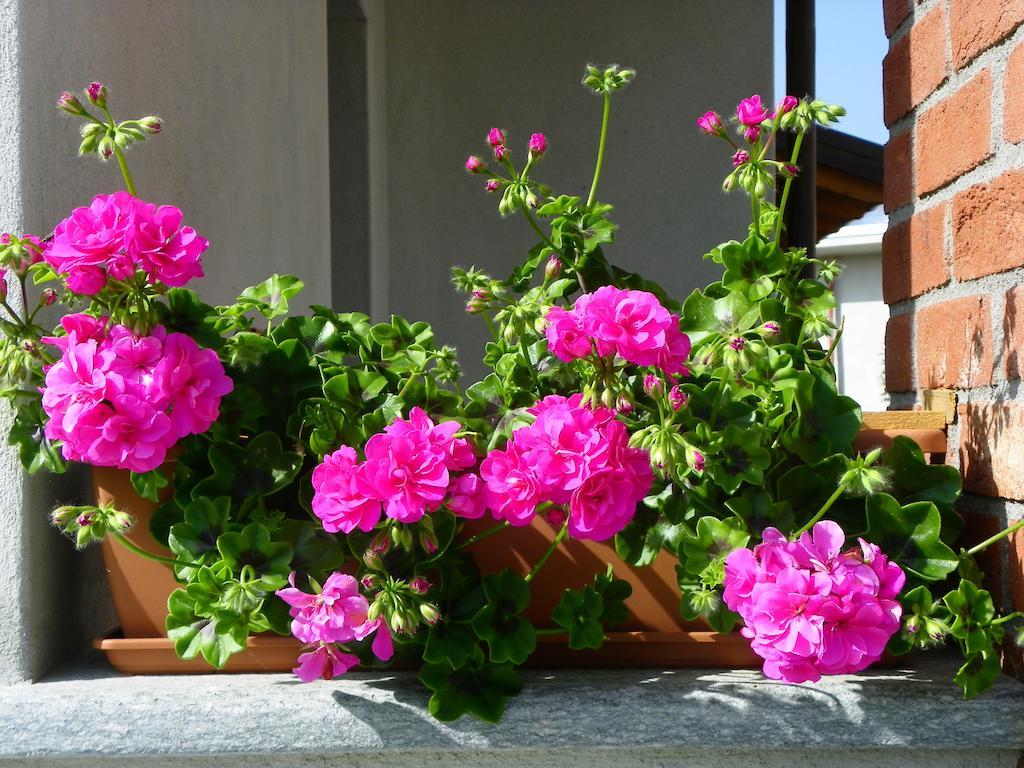 Giravento Bed & Breakfast Borgo San Dalmazzo Exterior photo
